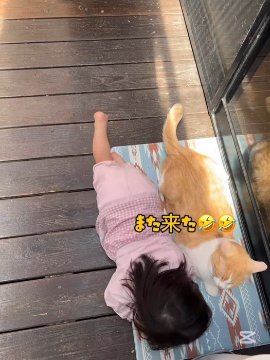 子供の顔を見る猫
