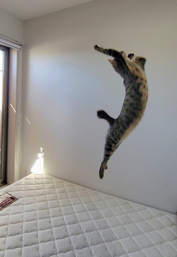 ジャンプする猫