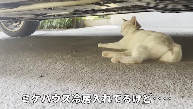 車の下で寝転ぶ白猫