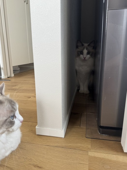 冷蔵庫と壁の隙間の猫