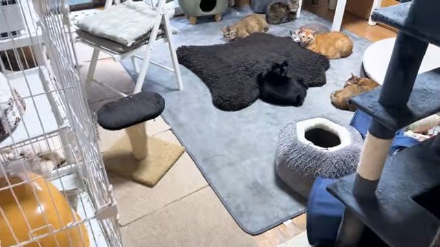 部屋の奥に見える猫たち