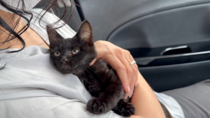 抱っこされる子猫