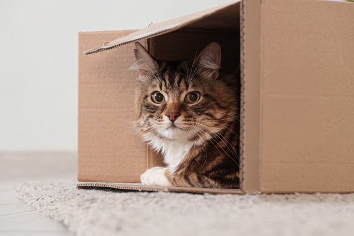 箱から顔を出す長毛猫