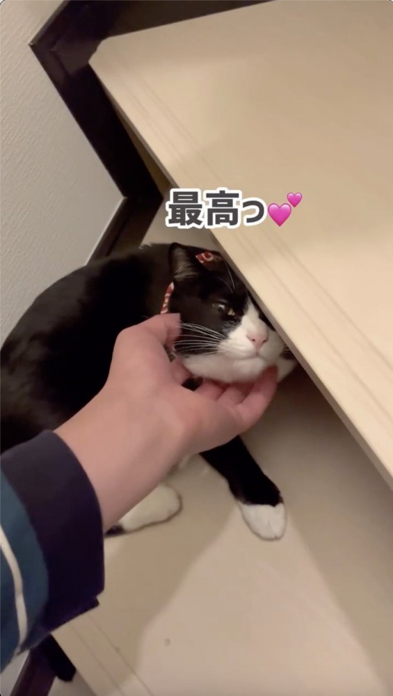 飼い主さんの手が気持ちよさそうな猫