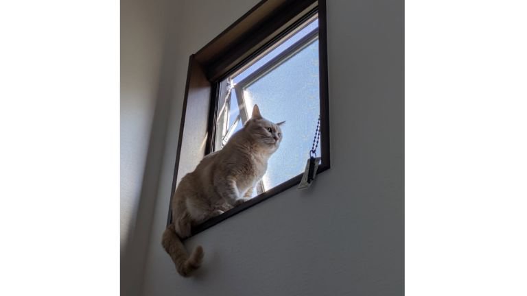 窓際の猫