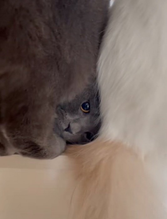 こちらを見つめる猫