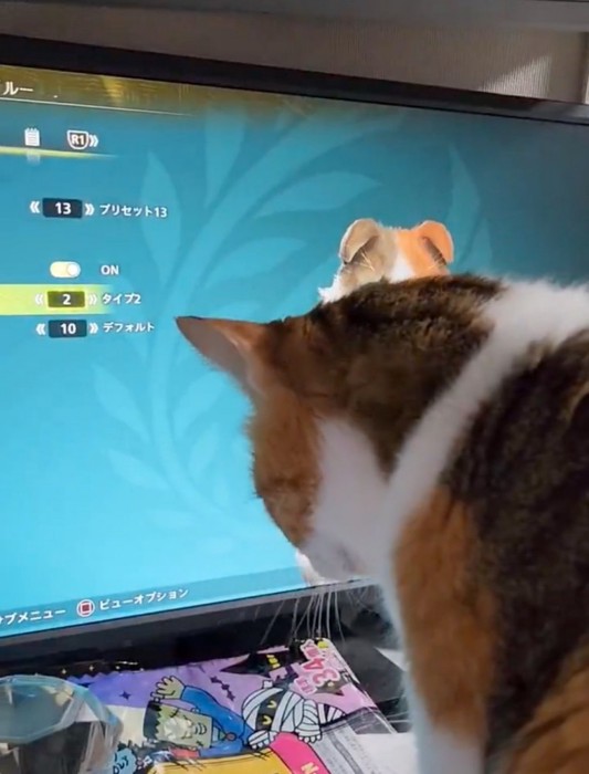 ゲーム画面の前に座る猫