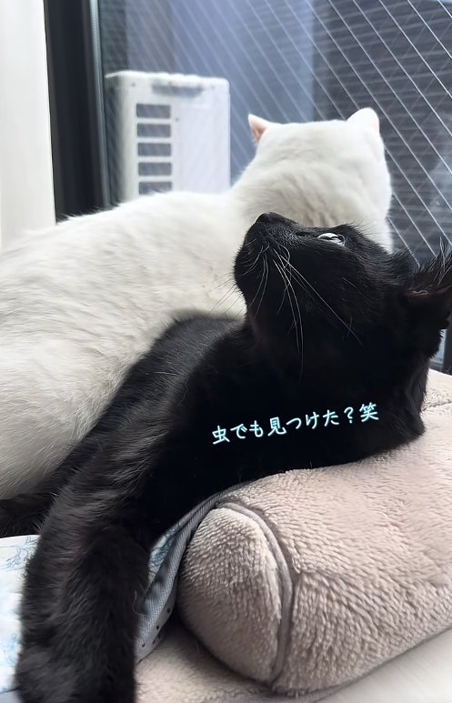 白猫に乗られながら天井の方を見つめる黒猫