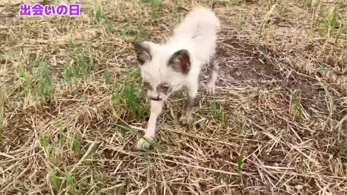 路上の子猫