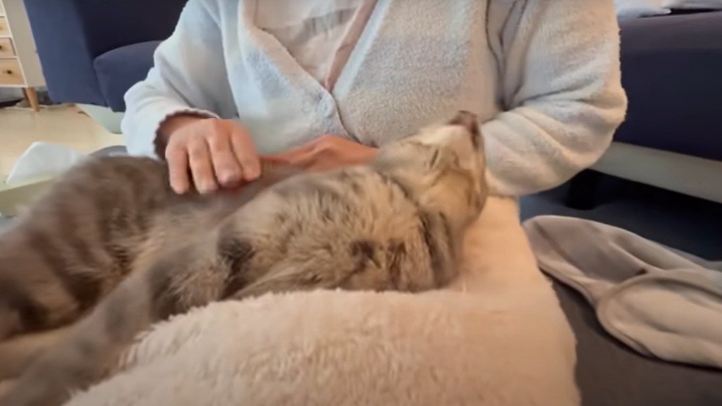 人間の膝の上で寝る猫