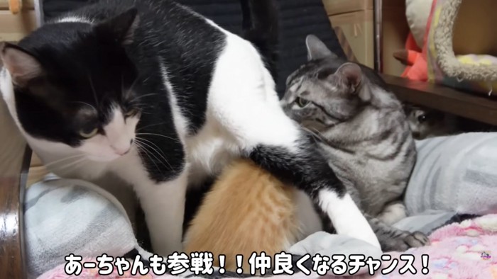 テロップ「あーちゃんも参戦！！～」