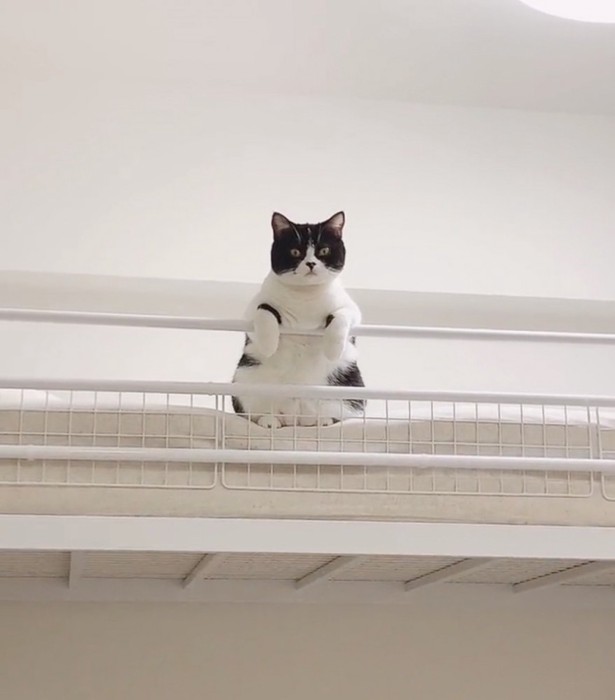 ベッドの上から見下ろす猫