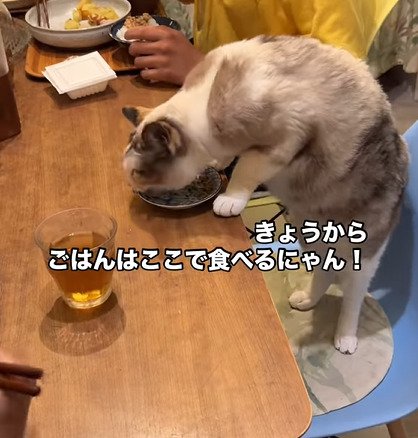 お皿の縁を舐める猫