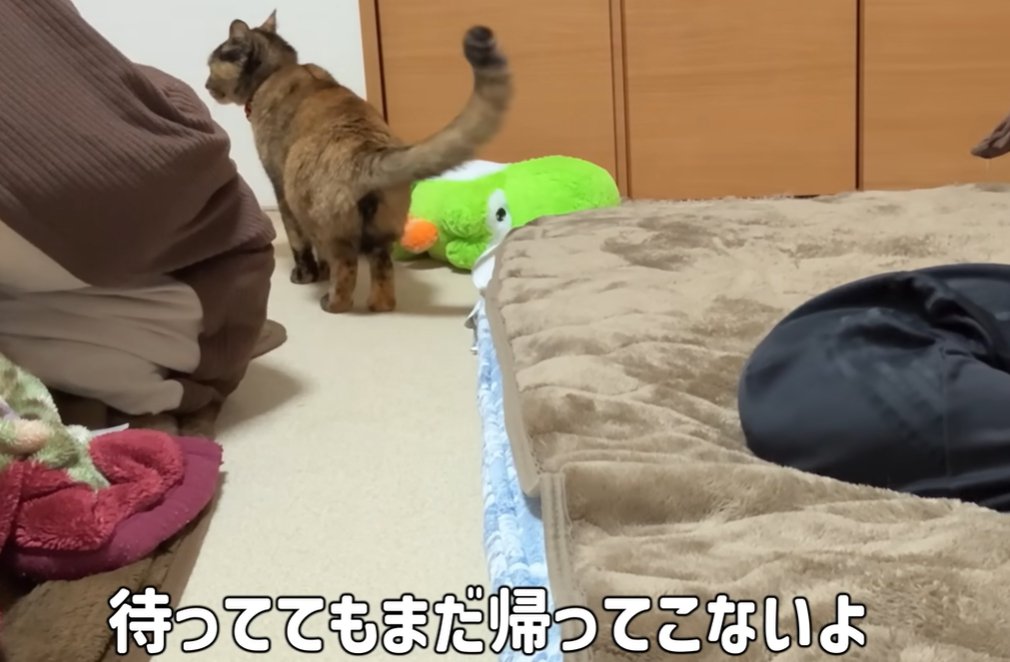 布団の奥で尻尾を上げて横をみる猫「待っててもまだ帰ってこないよ」