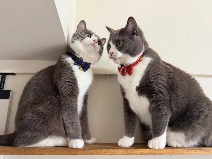 向かい合う2匹の猫