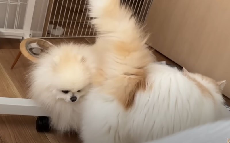 犬に体をスリスリする猫