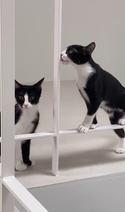 柱のそばに立っている2匹のハチワレ猫