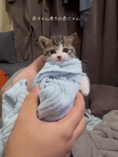 包まれる子猫