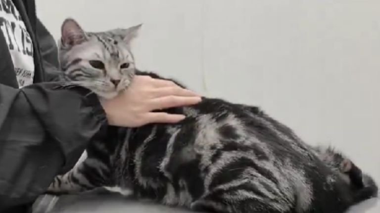 動物病院にいる猫