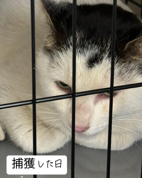 ケージの中で座っている猫