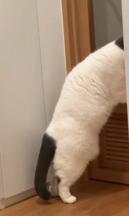 2足歩行するカツヲくん