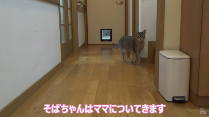 廊下にいる猫