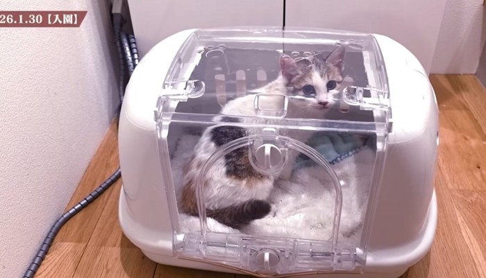 キャリーの中にいる子猫