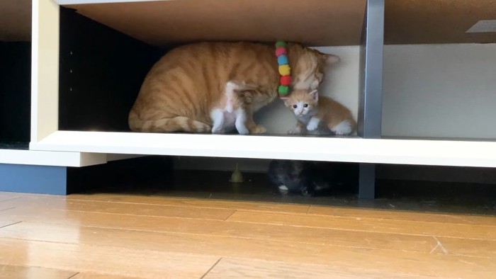 潜る子猫