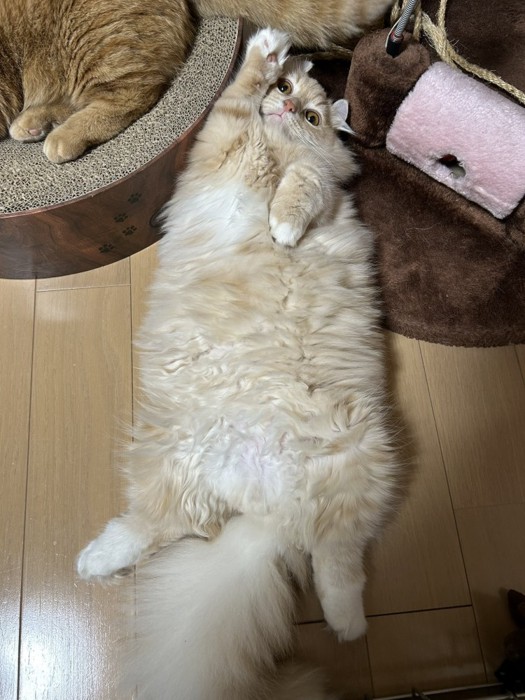 右手をあげている猫