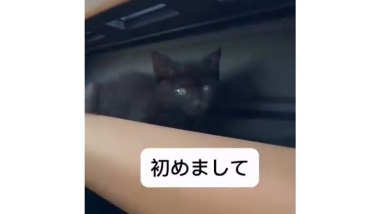 車にいる猫
