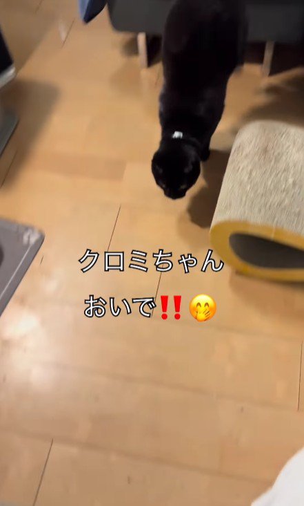 ベランダに出ようとする猫