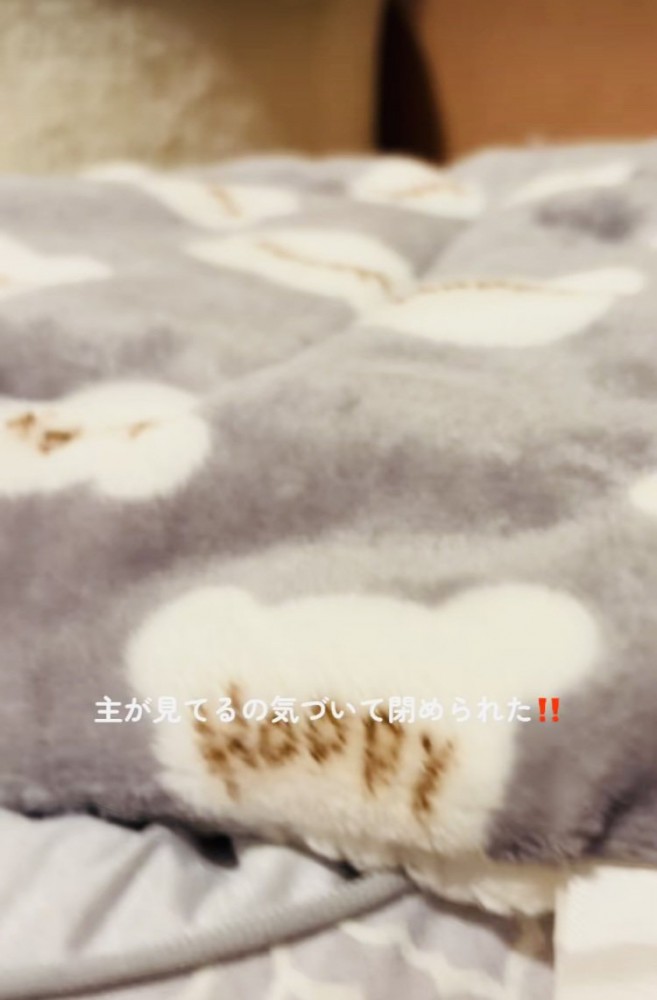 毛布の中の子猫