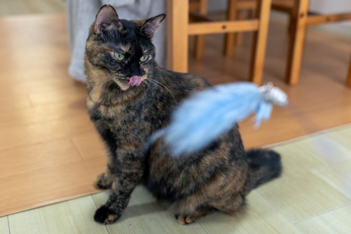 サビ猫