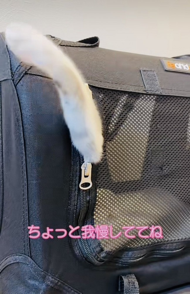 猫用キャリーから手を出す子猫