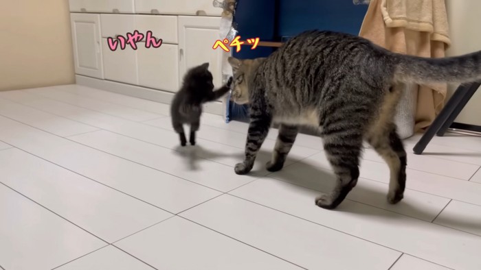 猫パンチする子猫