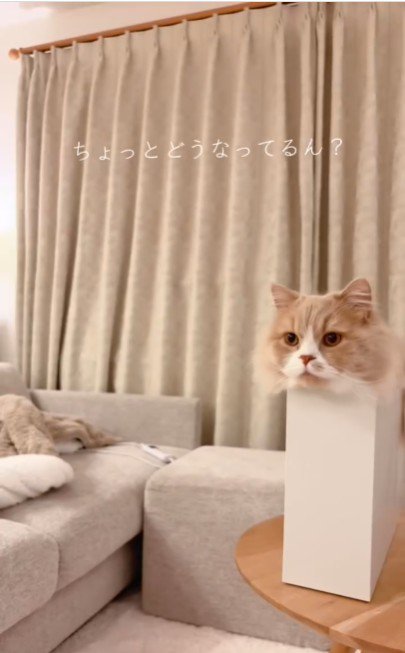 ファイルボックスに入っている猫