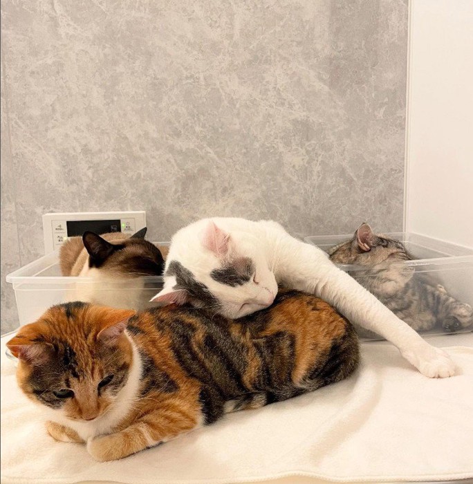 重なって眠る猫たち