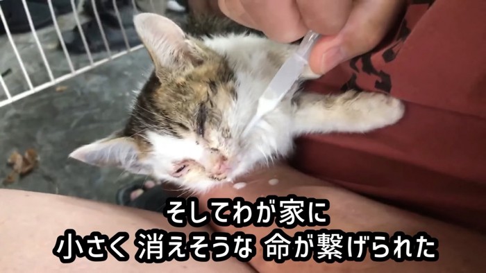 目が開かない子猫