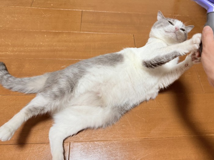 ブラッシングを拒否する猫