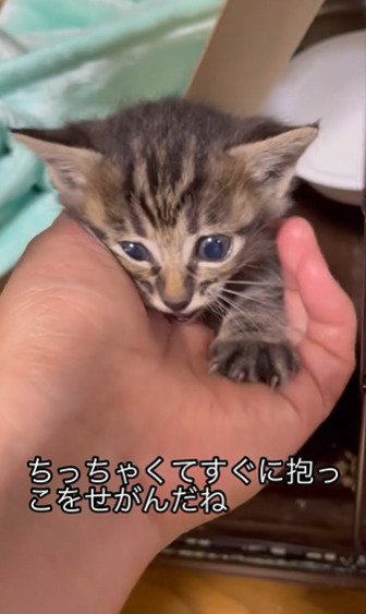手のひらに顔をうずめる子猫