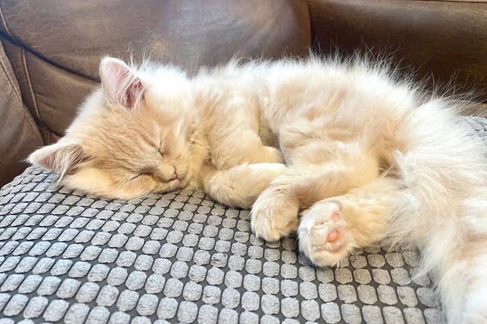 寝てる猫