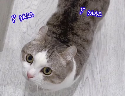 上を見上げる猫