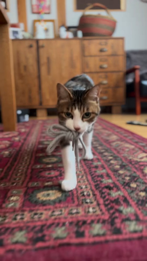 紐をくわえる猫