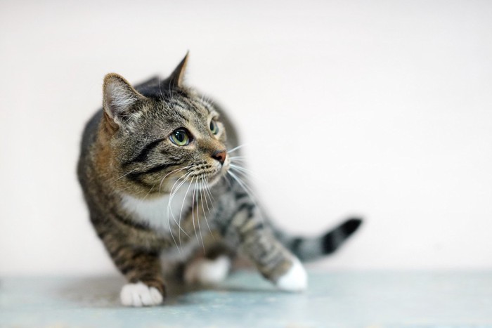 身を引こうとする猫