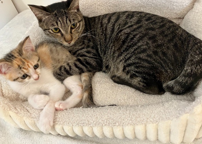 子猫をホールドする成猫