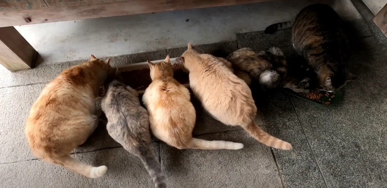 野良猫ごはんタイム