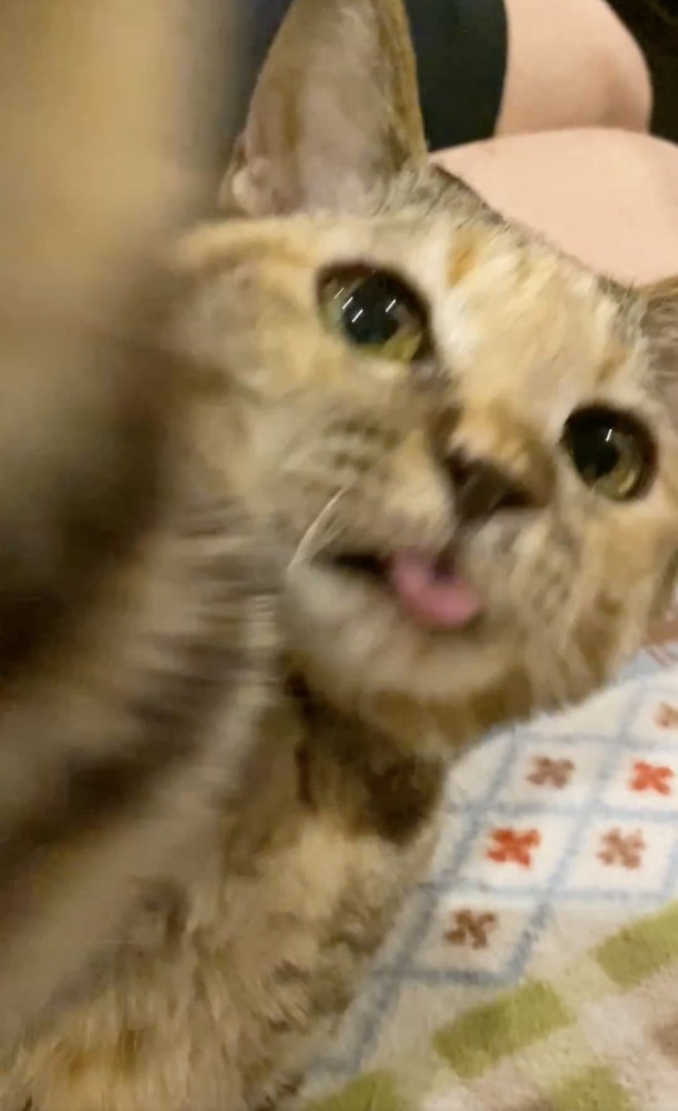 右手を伸ばすカメラ目線の猫