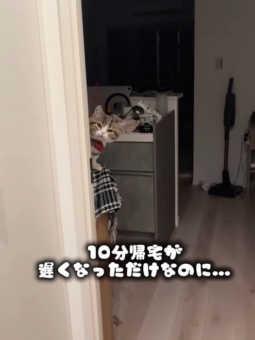 顔をのぞかせる猫