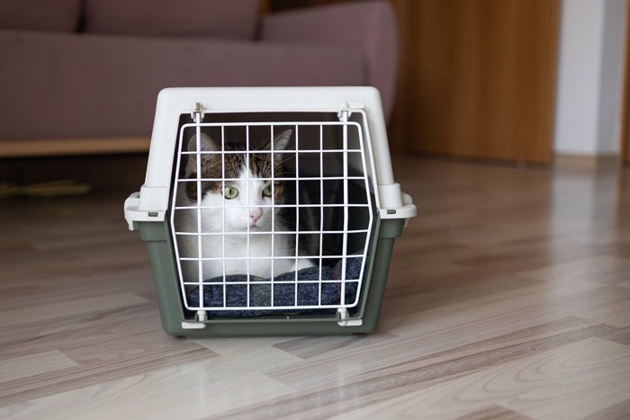 クレートの中にいる猫