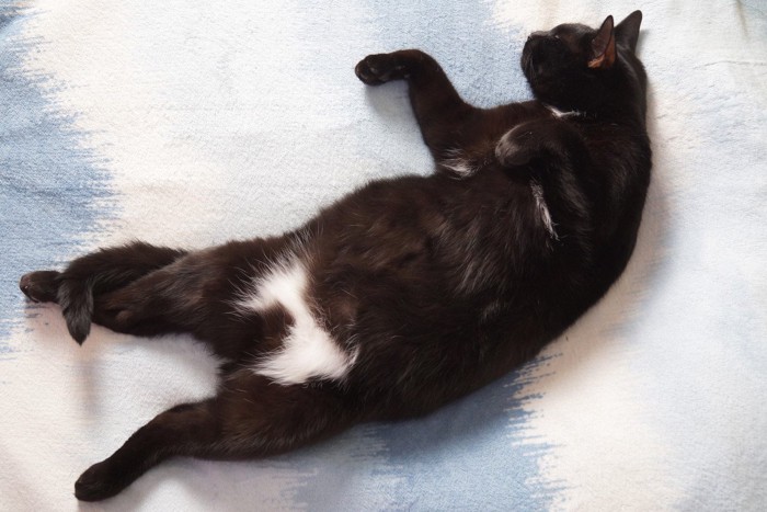 仰向けで寝る黒猫